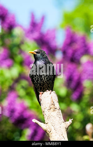 Starling, Sturnus vulgaris Stockfoto