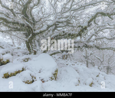 Eine verschneite Wistmans Holz im Winter Wonderland Stockfoto