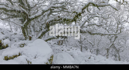 Eine verschneite Wistmans Holz im Winter Wonderland Stockfoto