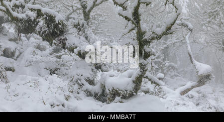 Eine verschneite Wistmans Holz im Winter Wonderland Stockfoto