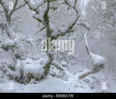 Eine verschneite Wistmans Holz im Winter Wonderland Stockfoto