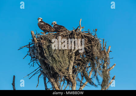 Zwei Erwachsene auf Fischadler, Pandion haliaetus, Nest im Flamingo in den Everglades National Park, Florida, USA Stockfoto