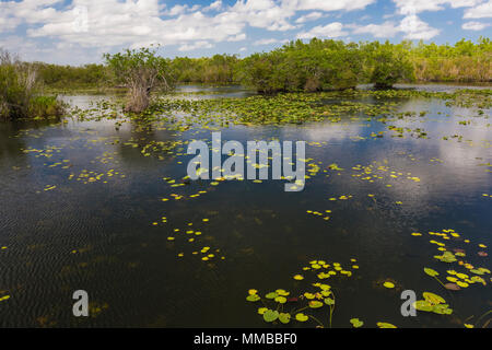 Anhinga Trail durch sloughs und Teiche in den Everglades National Park, Florida, USA Stockfoto