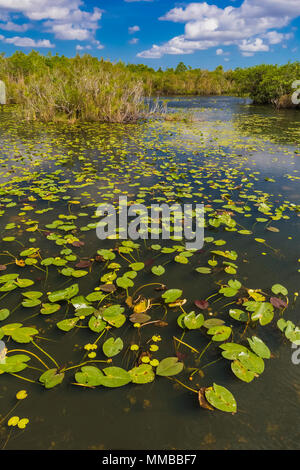 Anhinga Trail durch sloughs und Teiche in den Everglades National Park, Florida, USA Stockfoto