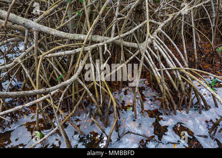 Red Mangrove, Rhizophora mangle, Bäume mit einem Gewirr von prop Wurzeln, das Salzwasser der Gezeiten widerstehen, die in den Everglades National Park, Florida, USA Stockfoto