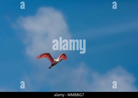 Rosalöffler, Platalea ajaja, im Flug von Nest in Mangroven in der Florida Bay zu füttern, Everglades National Park, Florida, USA Stockfoto