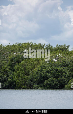 Holz Storch, Mycteria americana, nesting Kolonie in den Everglades National Park, Florida, USA Stockfoto