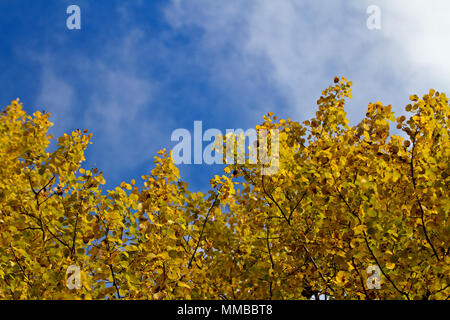 Gelbe aspen Branchen gegen den blauen Himmel Stockfoto