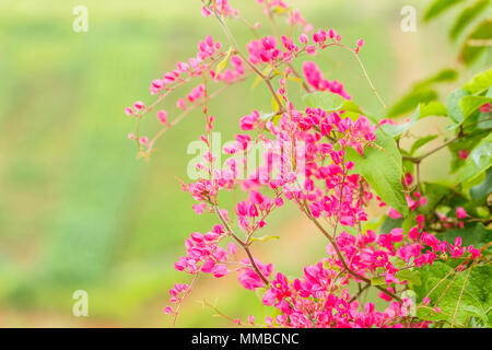 Rosa Antigonon leptopus (Coral Weinstock, mexikanische Kriechgang, Kette der Liebe, der Konföderierten Weinstock, Corallita, Herz auf einer Kette, Honolulu Kriechgang Mountan, Rosa V Stockfoto