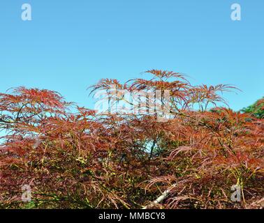 Vorderansicht des japanischen Ahorn (Acer palmatum) Auf dem Hintergrund des blauen Himmels, kopieren Raum Stockfoto