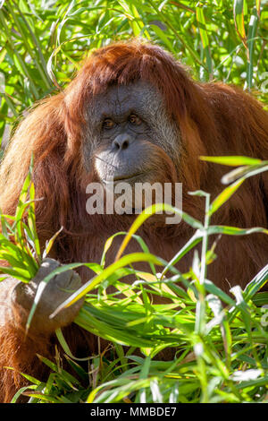 Adelaide Zoo orangutang Essen am 9. August 2012 Stockfoto