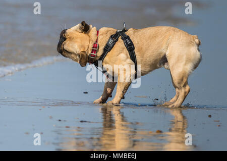 Französische Bulldogge schüttelte Meerwasser an einem Strand am Meer. Hund am Meer schüttelt das Wasser aus nach einem Bad im Meer. Stockfoto