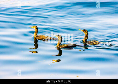 Tierwelt in Udaipur, Rajasthan, Indien. Stockfoto