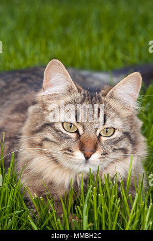 Eine Nahaufnahme einer Tabbykatze, die sich im grünen Gras entspannt, mit einem ruhigen und neugierigen Ausdruck Stockfoto