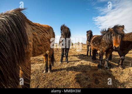 Pferde, Island Stockfoto