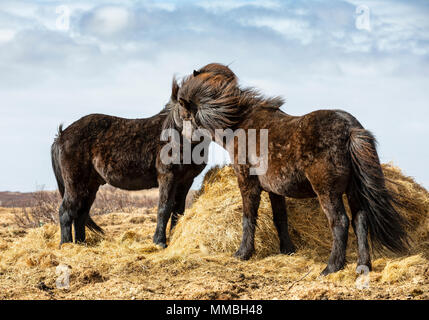 Zwei Pferde, Island Stockfoto