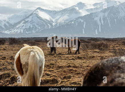 Island Pferde in Liebe Stockfoto