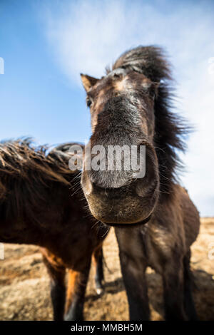 Iceladic Pferd Kopf Nahaufnahme Stockfoto