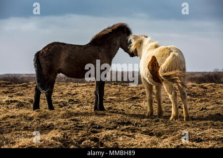 Zwei Islandpferde Stockfoto