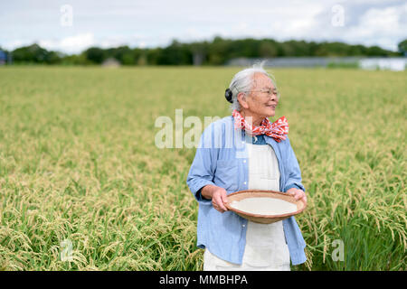 Lächelnde ältere Frau mit dem grauen Haar steht in einem Reisfeld, Schüssel mit frisch geernteten Reiskörner. Stockfoto