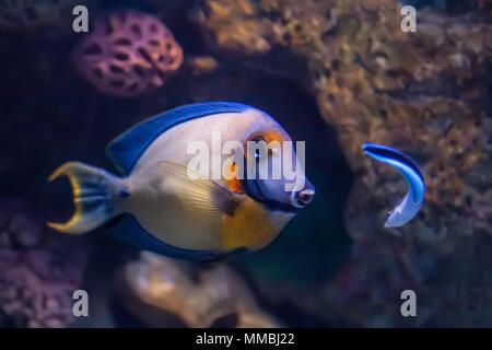 Tang Fische schwimmen Vor dem Aquarium ein Cleaner wrasse Schwimmen in Richtung es Nachahmen Stockfoto