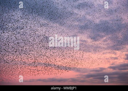 Ein Murmuration der Stare, eine spektakuläre Kunstflug Darstellung einer großen Anzahl der Vögel im Flug in der Dämmerung über die Landschaft. Stockfoto