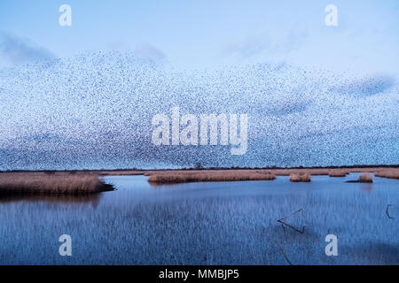 Ein Murmuration der Stare, eine spektakuläre Kunstflug Darstellung einer großen Anzahl der Vögel im Flug in der Dämmerung über die Landschaft. Stockfoto