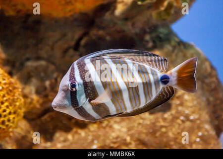 Die desjardin sailfin Tang-Zebrasoma desjardini - wird auch als desjardini sailfin oder den Indischen Ozean sailfin Tang bekannt Stockfoto