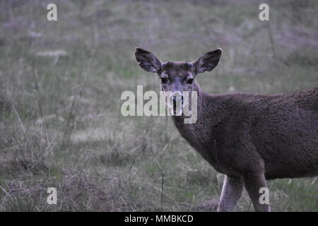 Ein junger Hirsch Black-Tailed buck gibt mir einen seltsamen Blick auf einer Wiese, Yosemite Valley, CA. Seine angehende Geweihe sind kaum sichtbar. Stockfoto