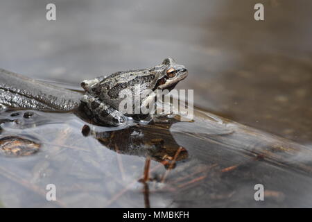 Ein Pazifischer Baumfrosch, der sich auf einem Stock im Mirror Lake im Yosemite National Park, Kalifornien, entspannt. Stockfoto