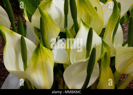 Asiatische skunk - Kohl, Lysichiton camtschatcense Blume Stockfoto