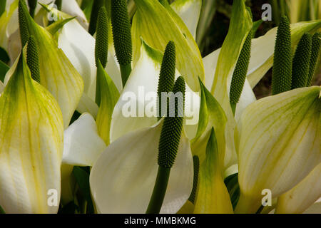 Asiatische skunk - Kohl, Lysichiton camtschatcense Blume Stockfoto