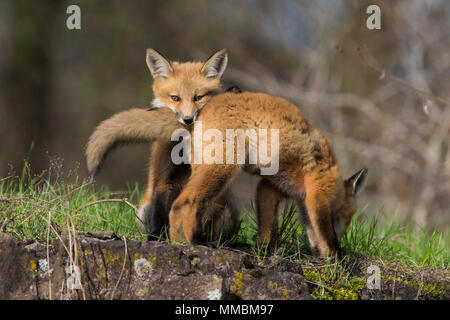 Red Fox Cubs spielen Stockfoto