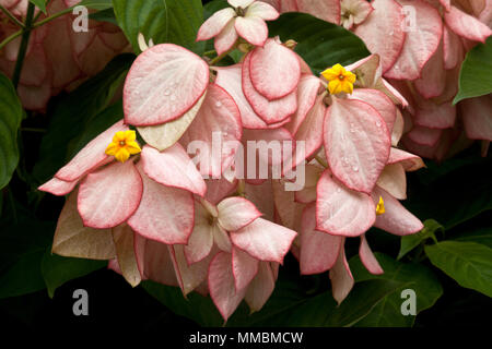 Mussaenda philippica; eine Pflanzenart in der Familie der Rubiaceae, wächst als Strauch oder kleiner Baum. Native auf den Philippinen. Stockfoto