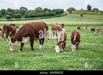 Hereford Kühe und Kälber weiden auf ein Kleeblatt reiche Weide im Süden von Northumberland. Stockfoto