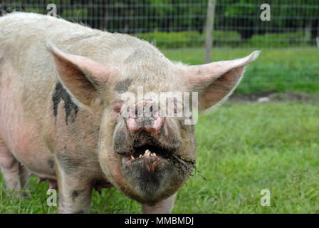 Mitte Weiß säen, eine bedrohte Art von Schwein, auf der Weide in Cumbria, den Lake District. Stockfoto