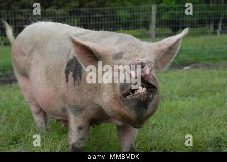 Mitte Weiß säen, eine bedrohte Art von Schwein, auf der Weide in Cumbria, den Lake District. Stockfoto