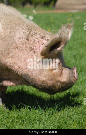 Mitte Weiß säen, eine bedrohte Art von Schwein, Beweidung in North Northumberland. Stockfoto