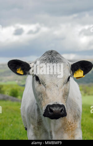 White Park Frauen Beweidung in Cumbria. Stockfoto