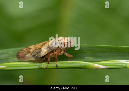 (Froghopper Philaenus spumarius) auf Grashalm thront. Tipperary, Irland Stockfoto