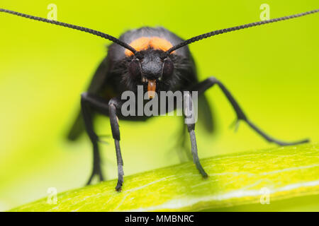 Frontalansicht des Red Necked Lackei Motte (Atolmis rubricollis) auf Blatt. Tipperary, Irland Stockfoto