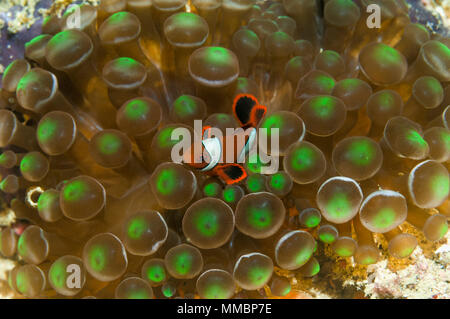 Juvenile Spinecheek Anemonenfischen [Premnas biaculeatus] in der Anemone. West Papua, Indonesien. Stockfoto