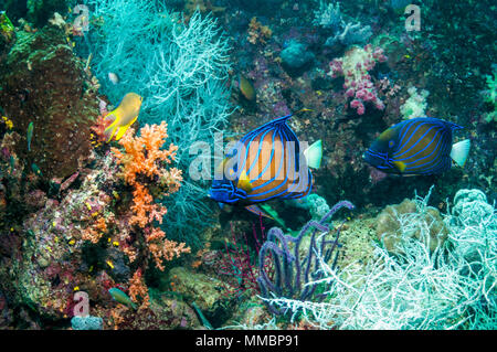 Blau-beringte Kaiserfische [Pomacanthus annularis] Paar schwimmen über Korallenriff mit schwarzen Korallen. West Papua, Indonesien. Stockfoto