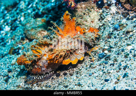 Spiny devilfish oder Stinger [Inimicus didactylus]. Ambon, Indonesien. Stockfoto