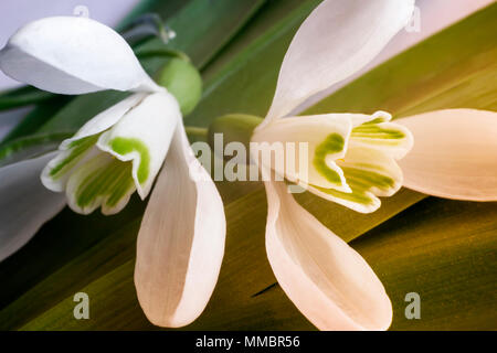 Weißen Blüten und Knospen von Schneeglöckchen unter einem grünen Rasen. Stockfoto