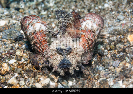 Spiny devilfish oder Stinger [Inimicus didactylus]. Ambon, Indonesien. Stockfoto