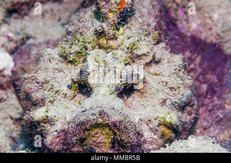 Spiny devilfish oder Stinger [Inimicus didactylus]. Ambon, Indonesien. Stockfoto