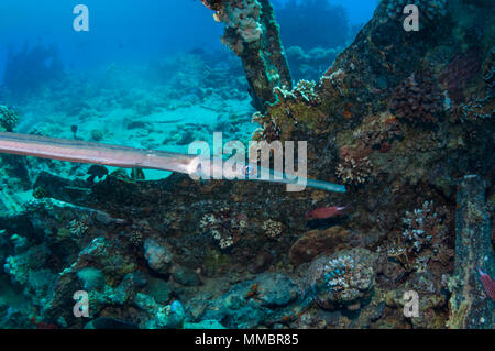 Reef cornetfish oder Glatt flutemouth [Fistualaria commersonii]. Rotes Meer, Ägypten. Stockfoto