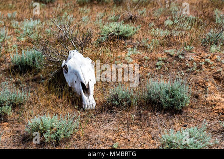 Pferd Schädel in Gras Nahaufnahme Stockfoto