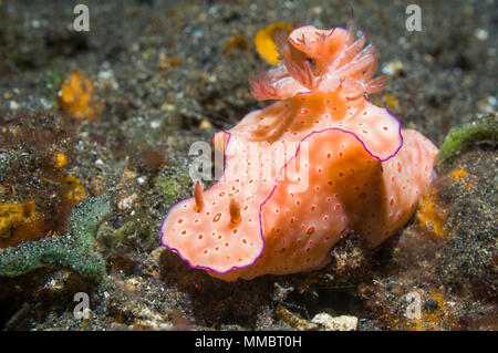 Nacktschnecken - Long-Tail Ceratosoma, Caratosoma Tenue.  Lembeh Strait, Sulawesi, Indonesien. Stockfoto